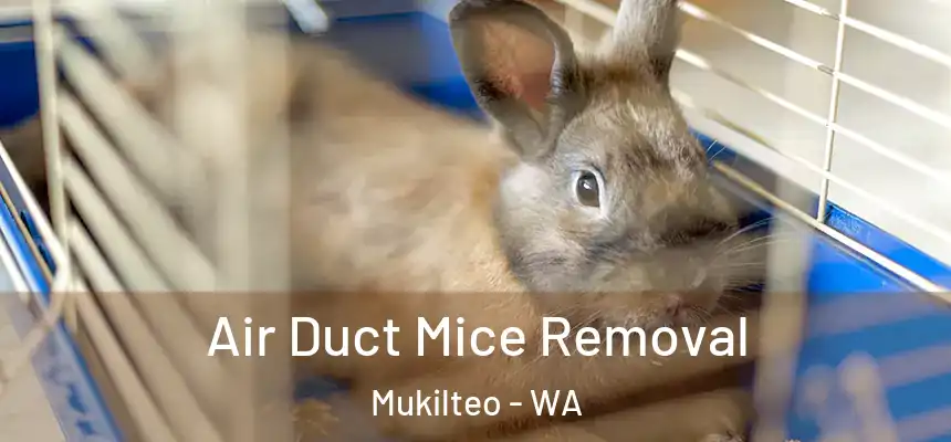  Air Duct Mice Removal Mukilteo - WA